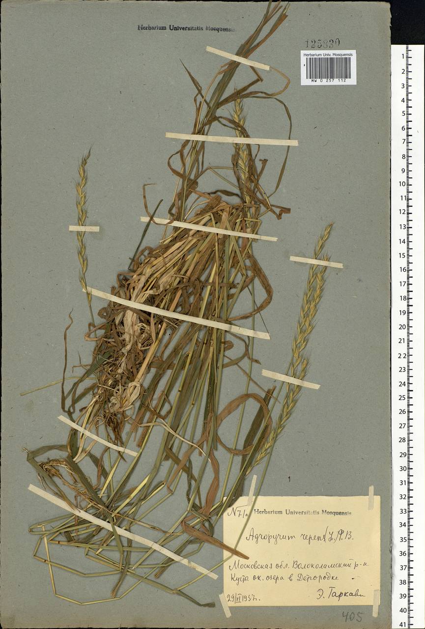 Elymus repens (L.) Gould, Eastern Europe, Moscow region (E4a) (Russia)