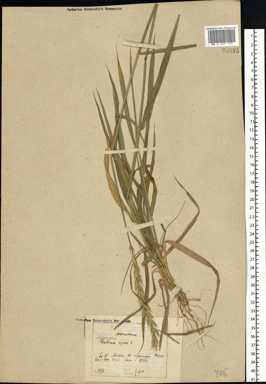 Elymus repens (L.) Gould, Eastern Europe, Moscow region (E4a) (Russia)