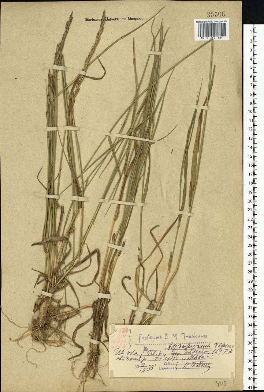 Elymus repens (L.) Gould, Eastern Europe, Central forest region (E5) (Russia)