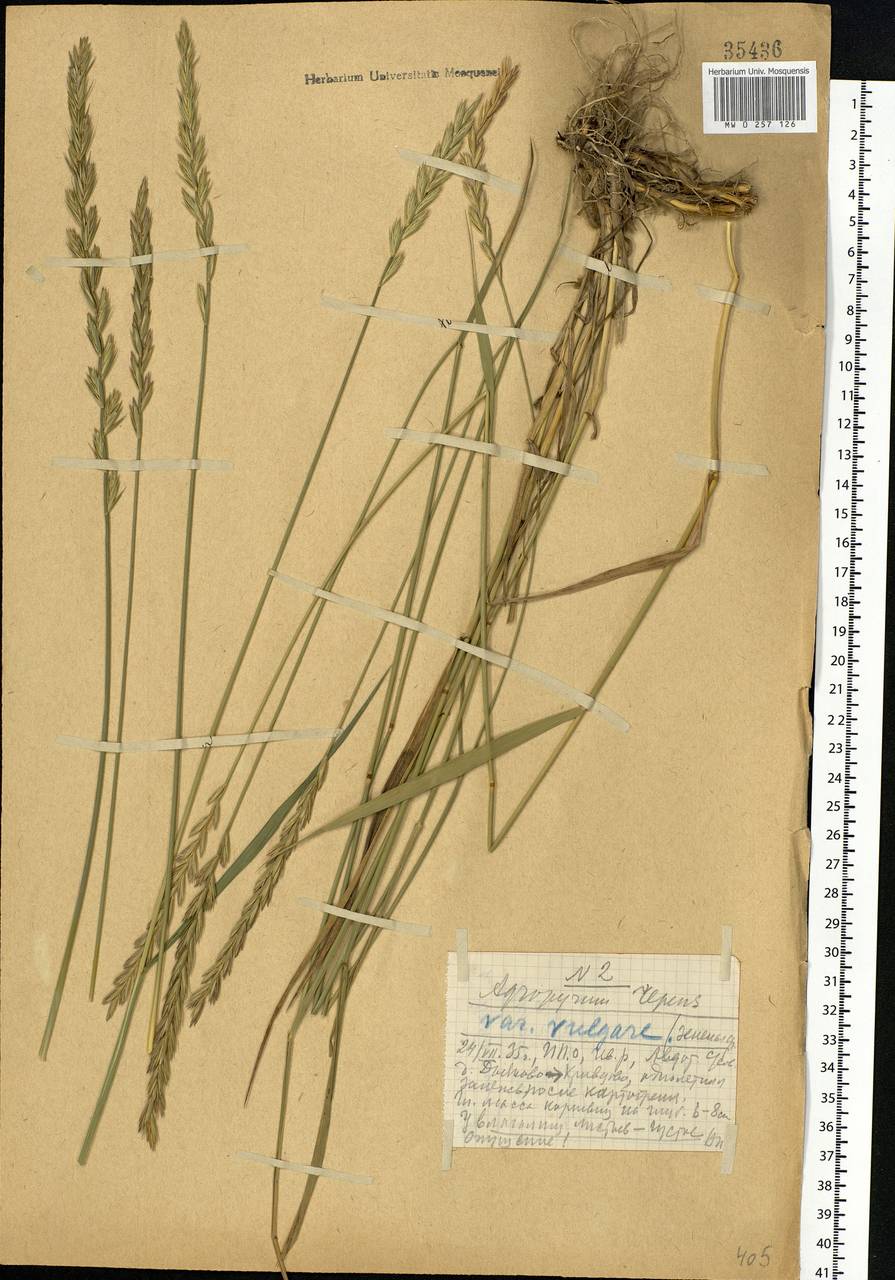 Elymus repens (L.) Gould, Eastern Europe, Central forest region (E5) (Russia)