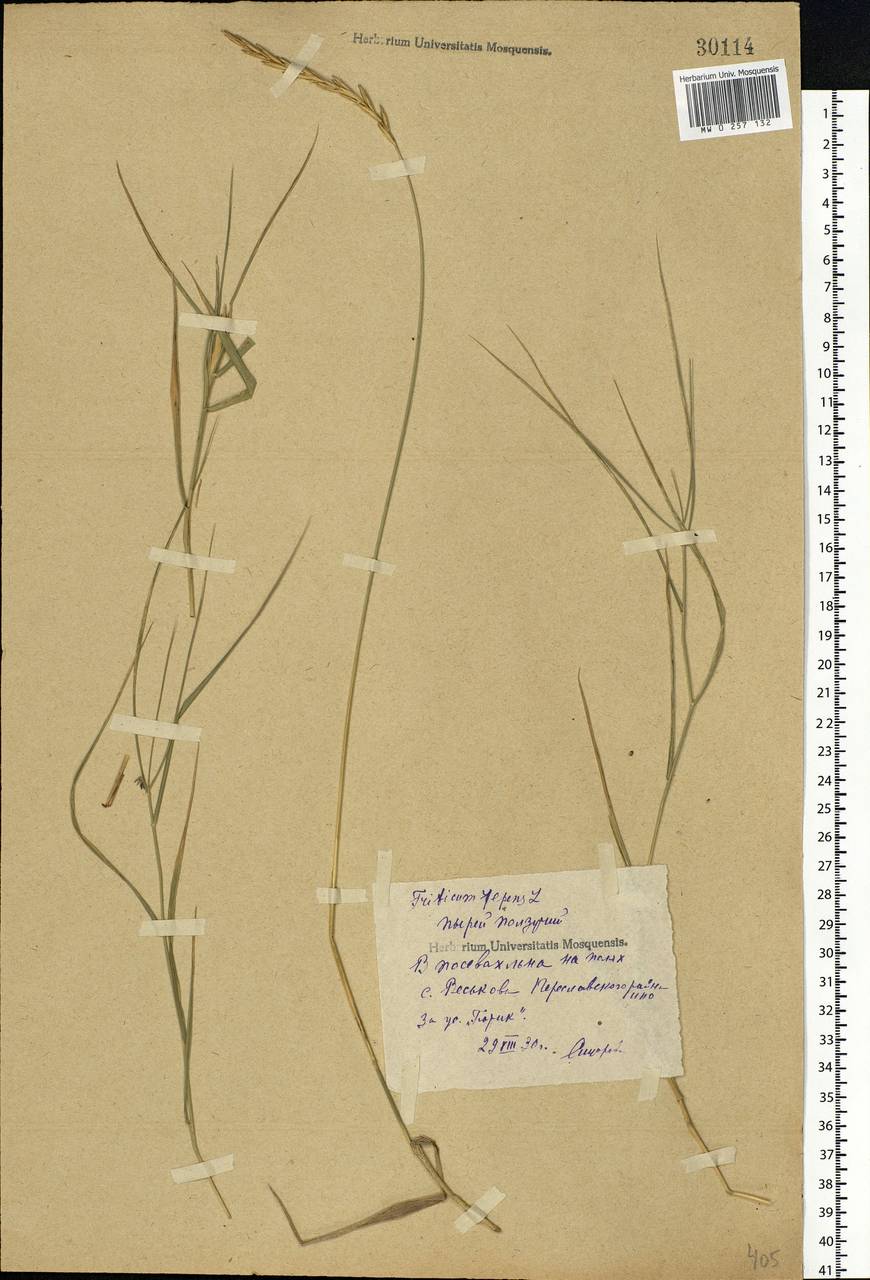 Elymus repens (L.) Gould, Eastern Europe, Central forest region (E5) (Russia)
