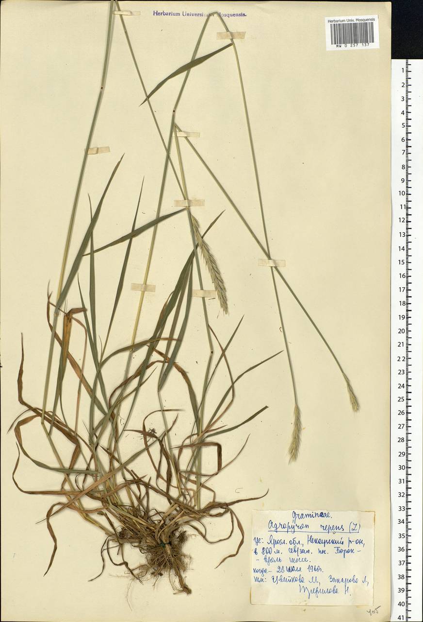 Elymus repens (L.) Gould, Eastern Europe, Central forest region (E5) (Russia)