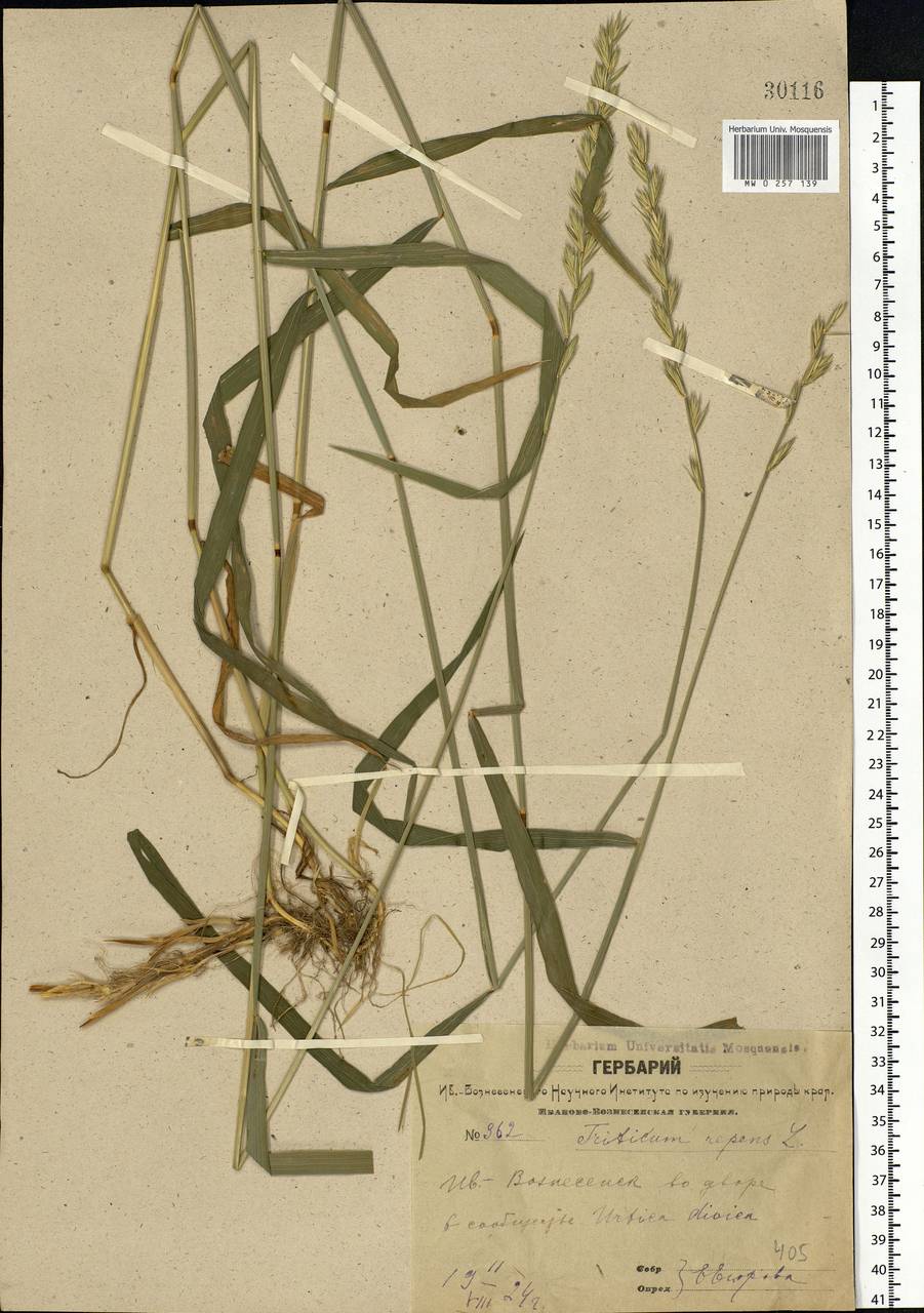 Elymus repens (L.) Gould, Eastern Europe, Central forest region (E5) (Russia)