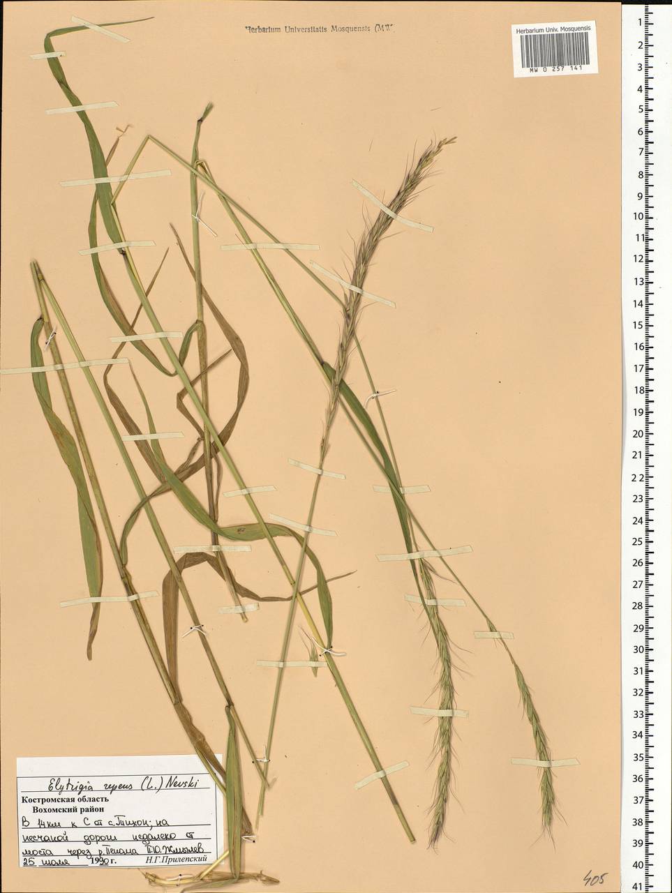 Elymus repens (L.) Gould, Eastern Europe, Central forest region (E5) (Russia)