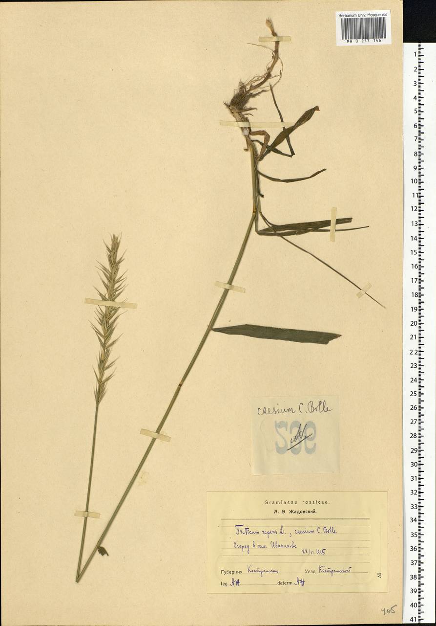 Elymus repens (L.) Gould, Eastern Europe, Central forest region (E5) (Russia)