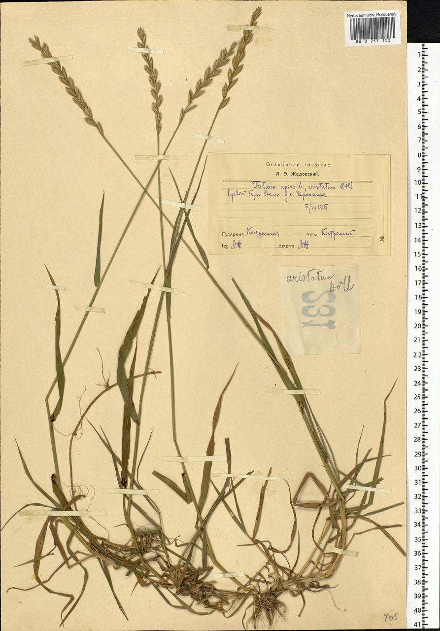 Elymus repens (L.) Gould, Eastern Europe, Central forest region (E5) (Russia)