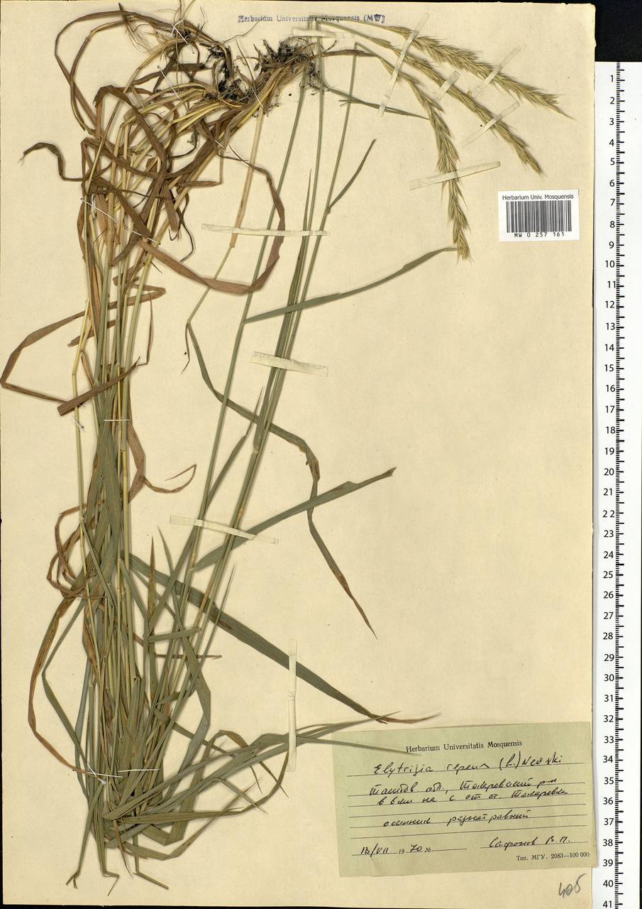 Elymus repens (L.) Gould, Eastern Europe, Central forest-and-steppe region (E6) (Russia)