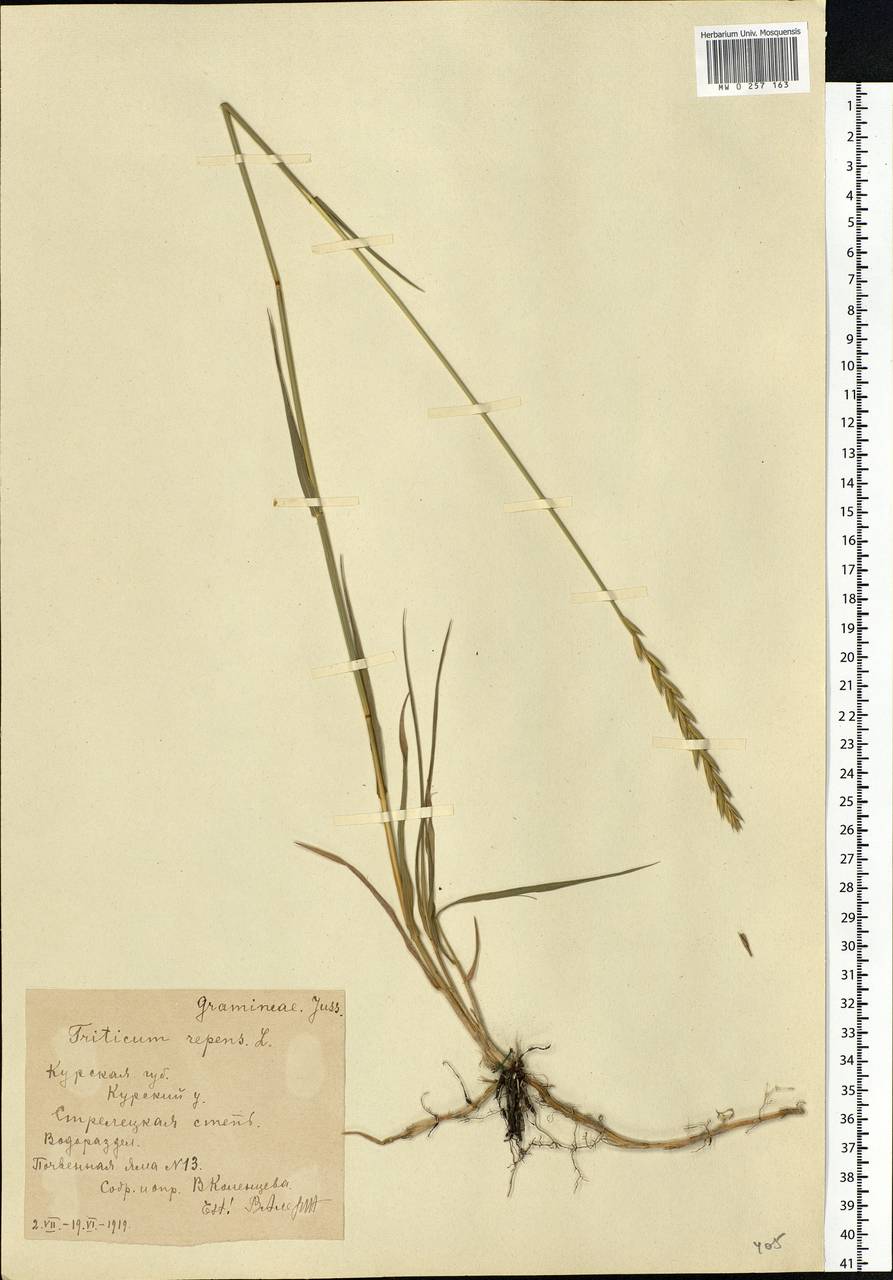 Elymus repens (L.) Gould, Eastern Europe, Central forest-and-steppe region (E6) (Russia)