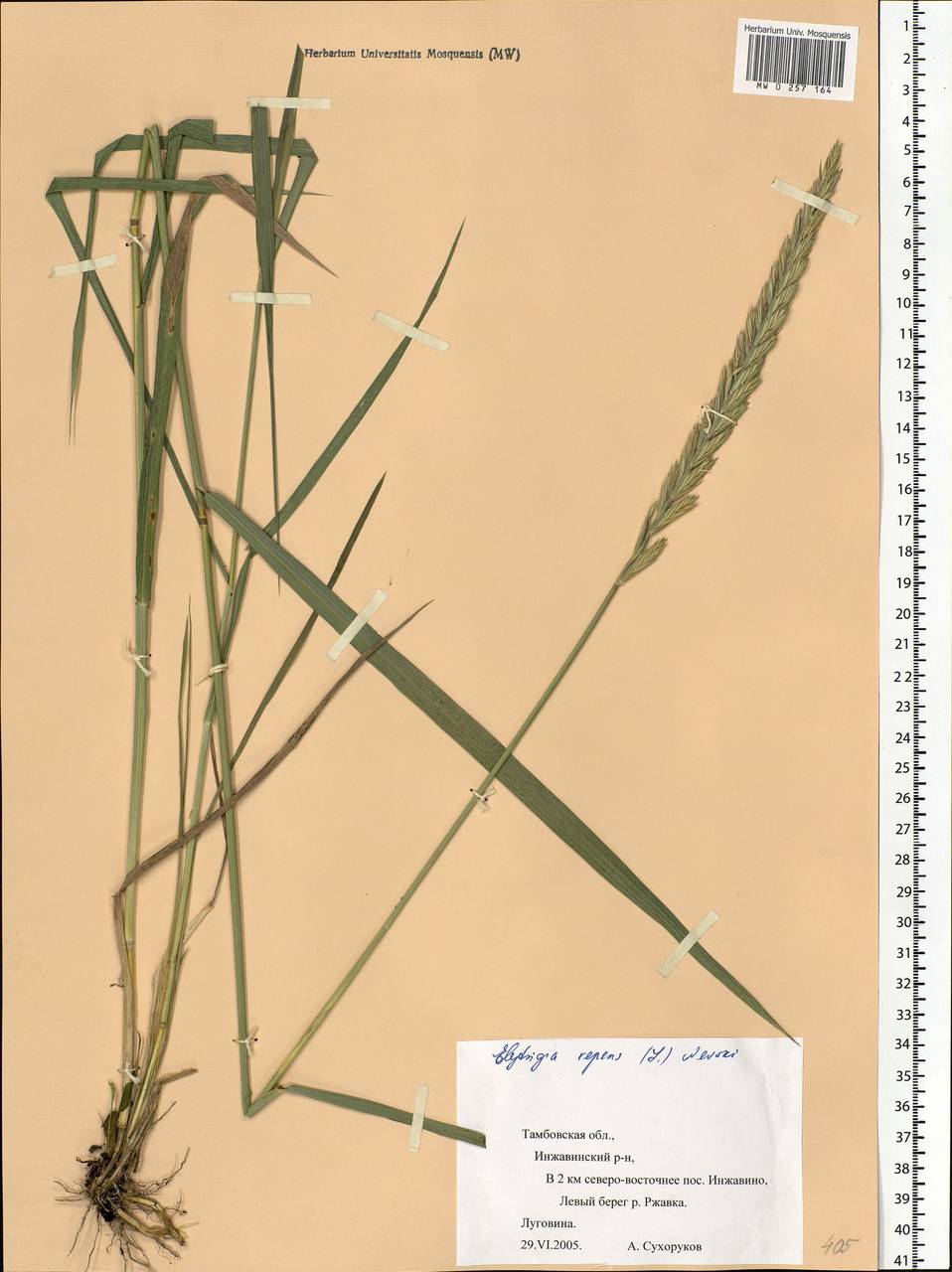Elymus repens (L.) Gould, Eastern Europe, Central forest-and-steppe region (E6) (Russia)
