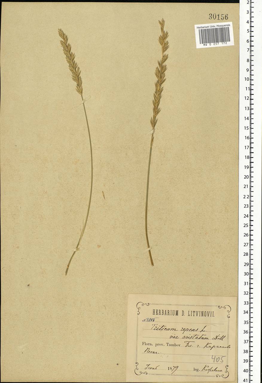 Elymus repens (L.) Gould, Eastern Europe, Central forest-and-steppe region (E6) (Russia)