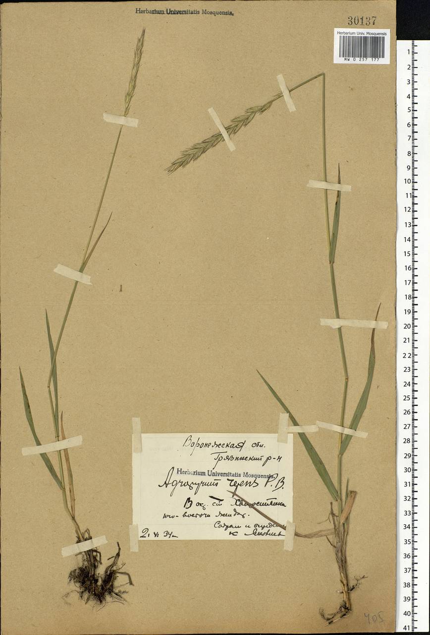 Elymus repens (L.) Gould, Eastern Europe, Central forest-and-steppe region (E6) (Russia)