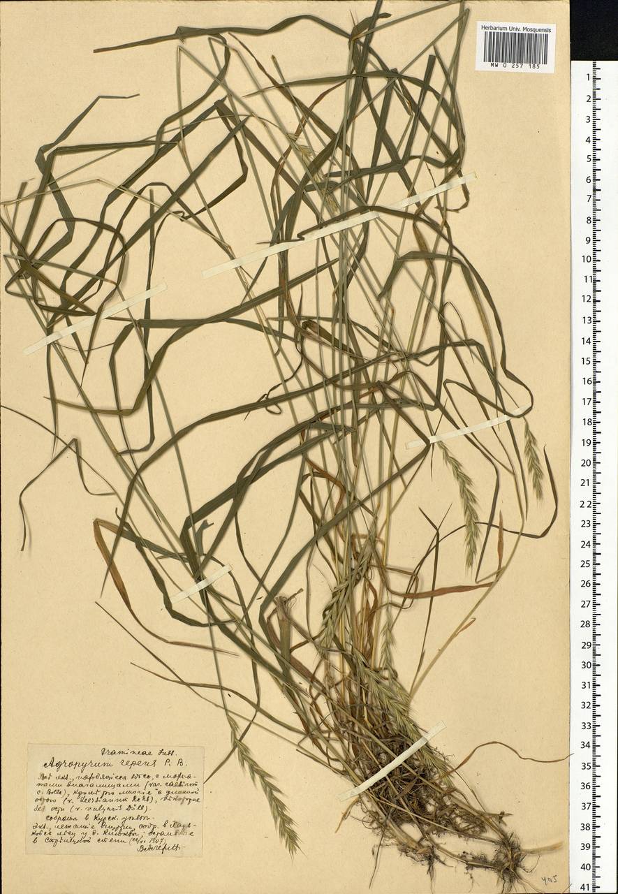 Elymus repens (L.) Gould, Eastern Europe, Central forest-and-steppe region (E6) (Russia)