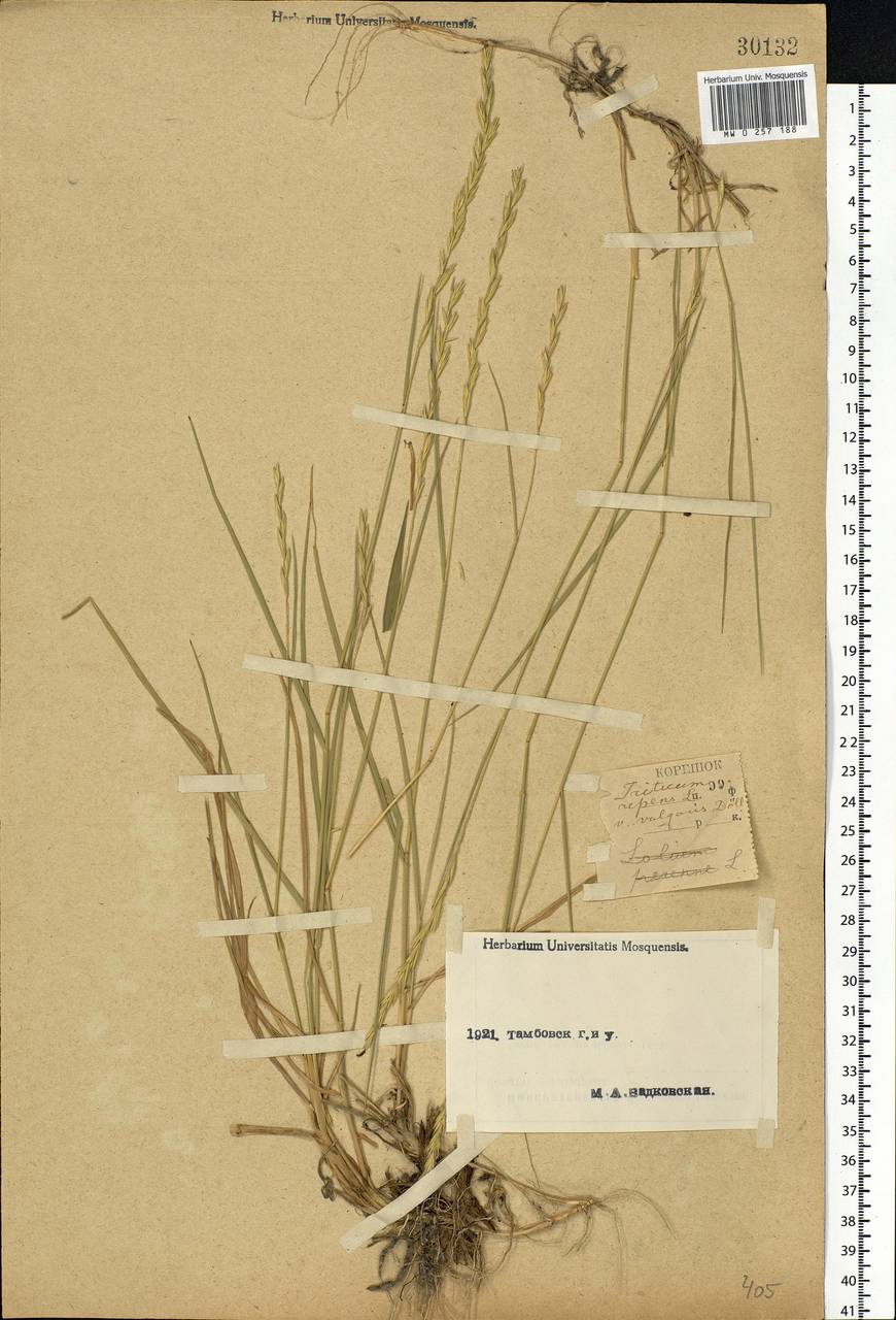 Elymus repens (L.) Gould, Eastern Europe, Central forest-and-steppe region (E6) (Russia)