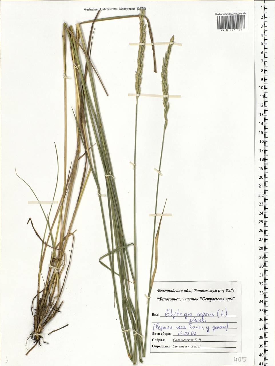 Elymus repens (L.) Gould, Eastern Europe, Central forest-and-steppe region (E6) (Russia)