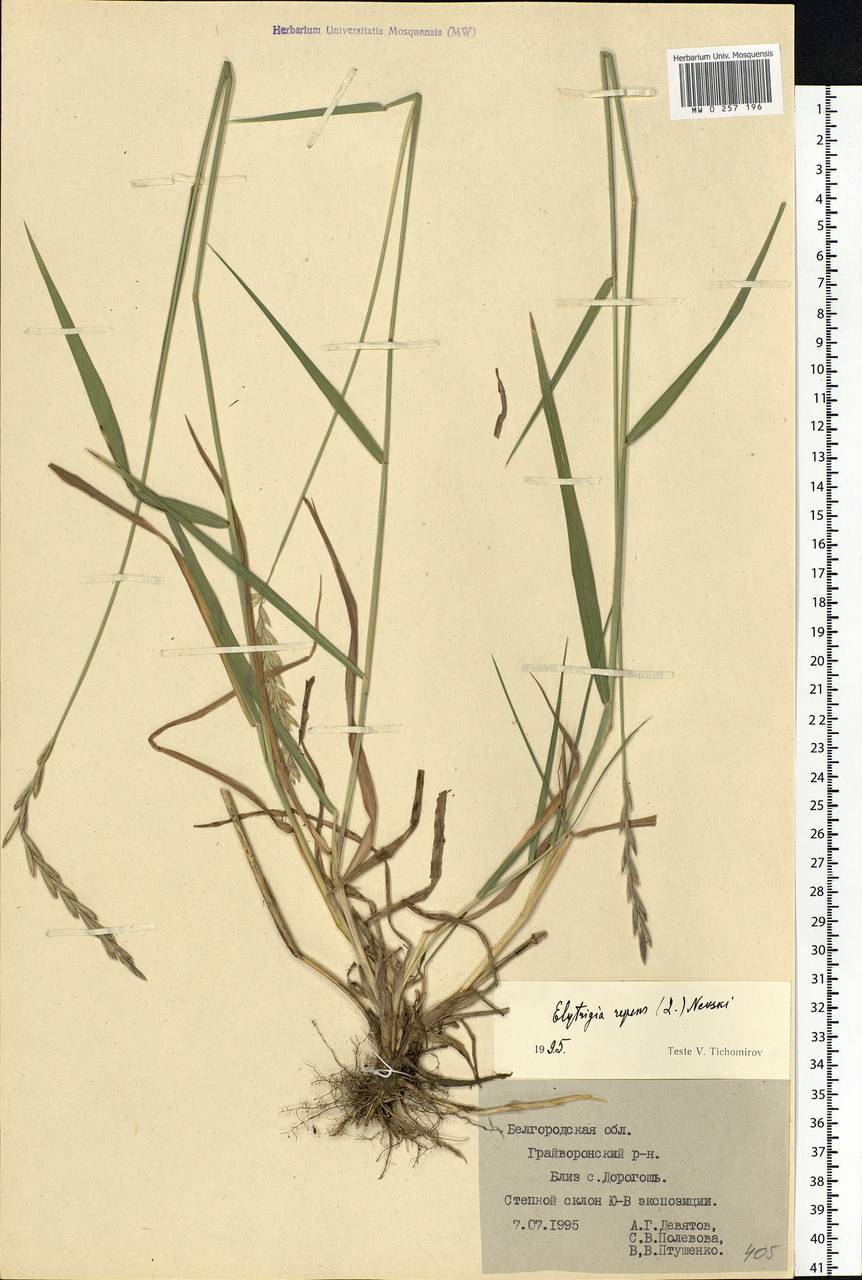 Elymus repens (L.) Gould, Eastern Europe, Central forest-and-steppe region (E6) (Russia)