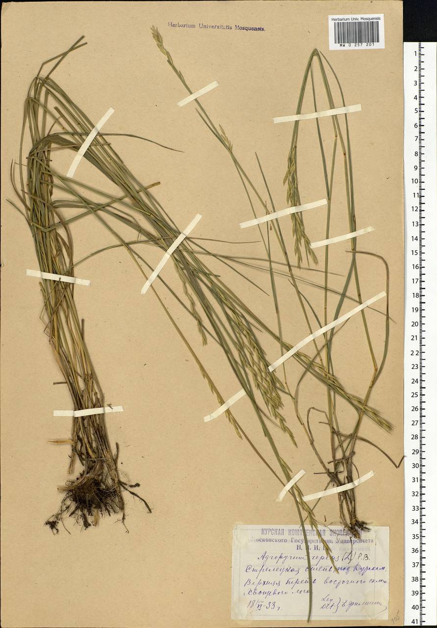 Elymus repens (L.) Gould, Eastern Europe, Central forest-and-steppe region (E6) (Russia)
