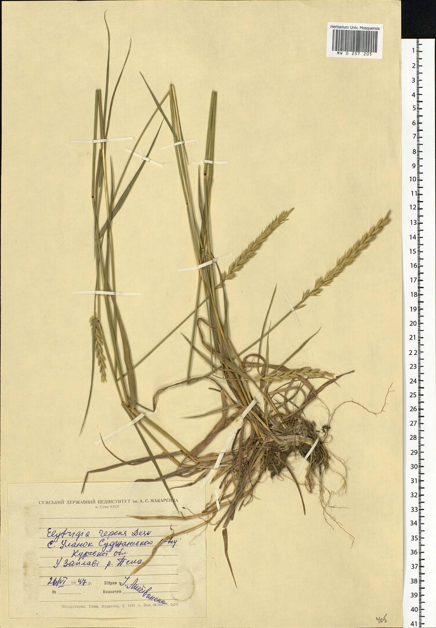 Elymus repens (L.) Gould, Eastern Europe, Central forest-and-steppe region (E6) (Russia)