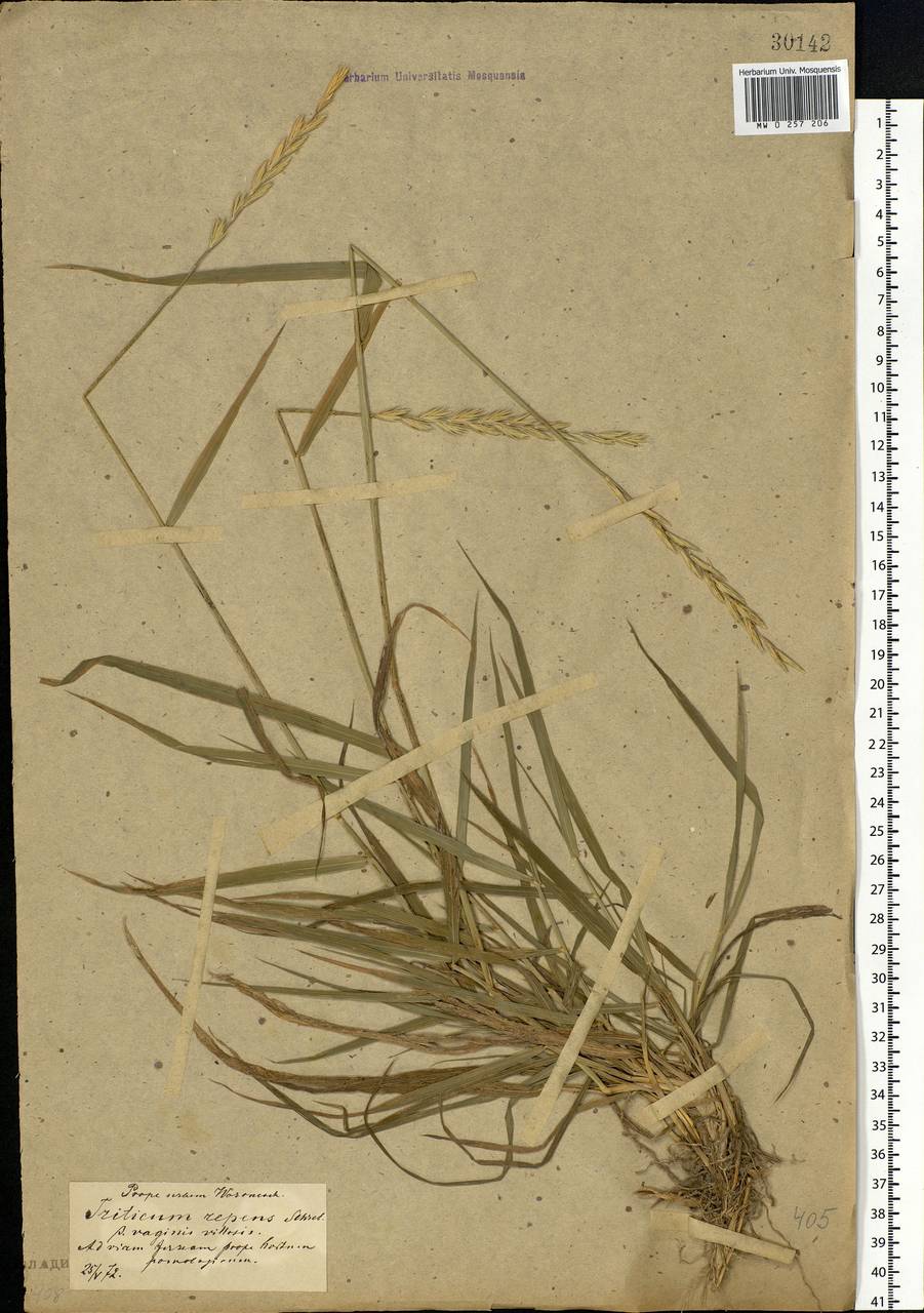Elymus repens (L.) Gould, Eastern Europe, Central forest-and-steppe region (E6) (Russia)