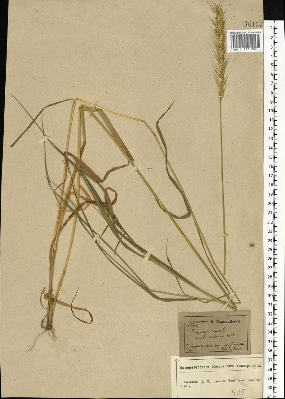 Elymus repens (L.) Gould, Eastern Europe, Central forest-and-steppe region (E6) (Russia)