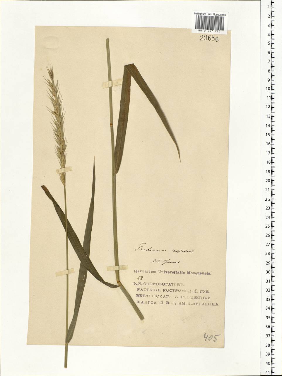 Elymus repens (L.) Gould, Eastern Europe, Volga-Kama region (E7) (Russia)