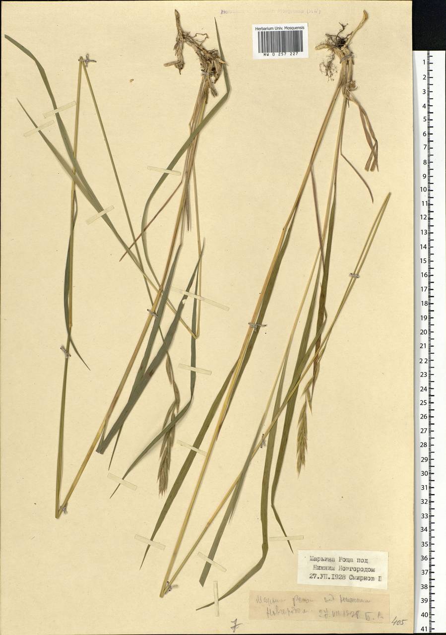 Elymus repens (L.) Gould, Eastern Europe, Volga-Kama region (E7) (Russia)