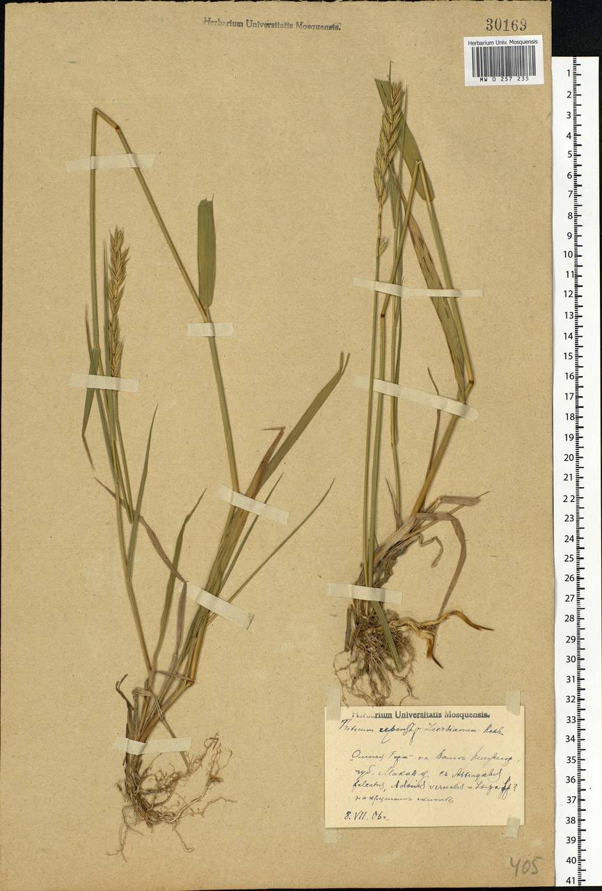 Elymus repens (L.) Gould, Eastern Europe, Volga-Kama region (E7) (Russia)