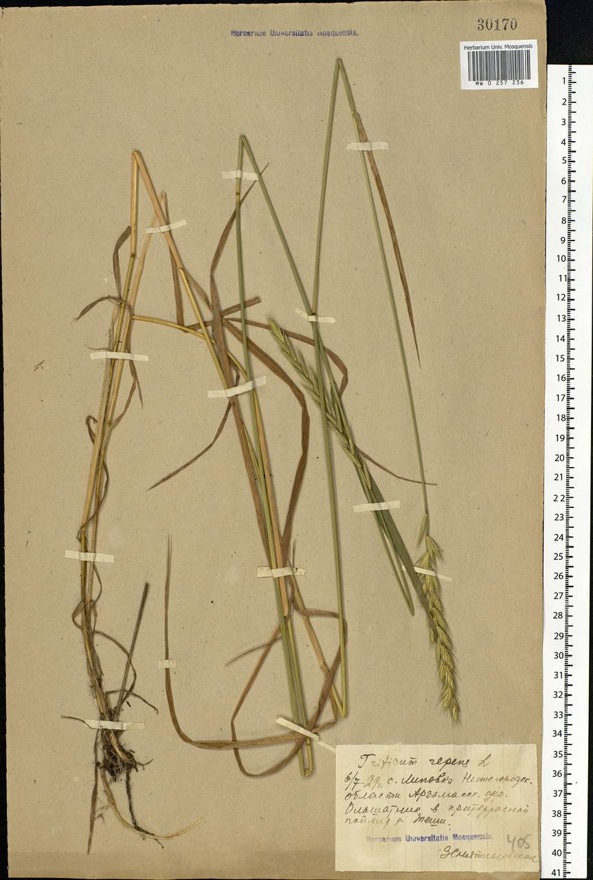 Elymus repens (L.) Gould, Eastern Europe, Volga-Kama region (E7) (Russia)