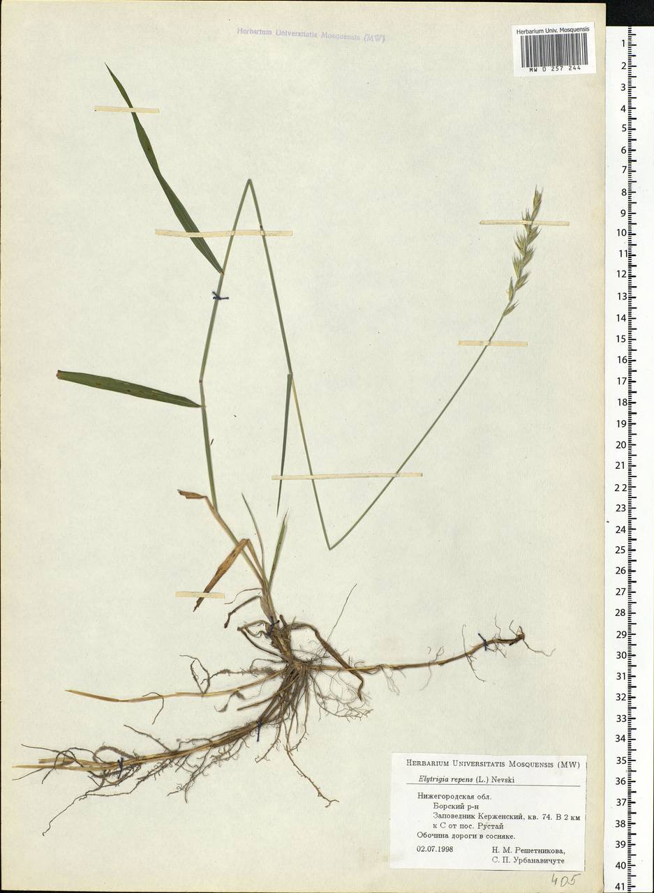 Elymus repens (L.) Gould, Eastern Europe, Volga-Kama region (E7) (Russia)