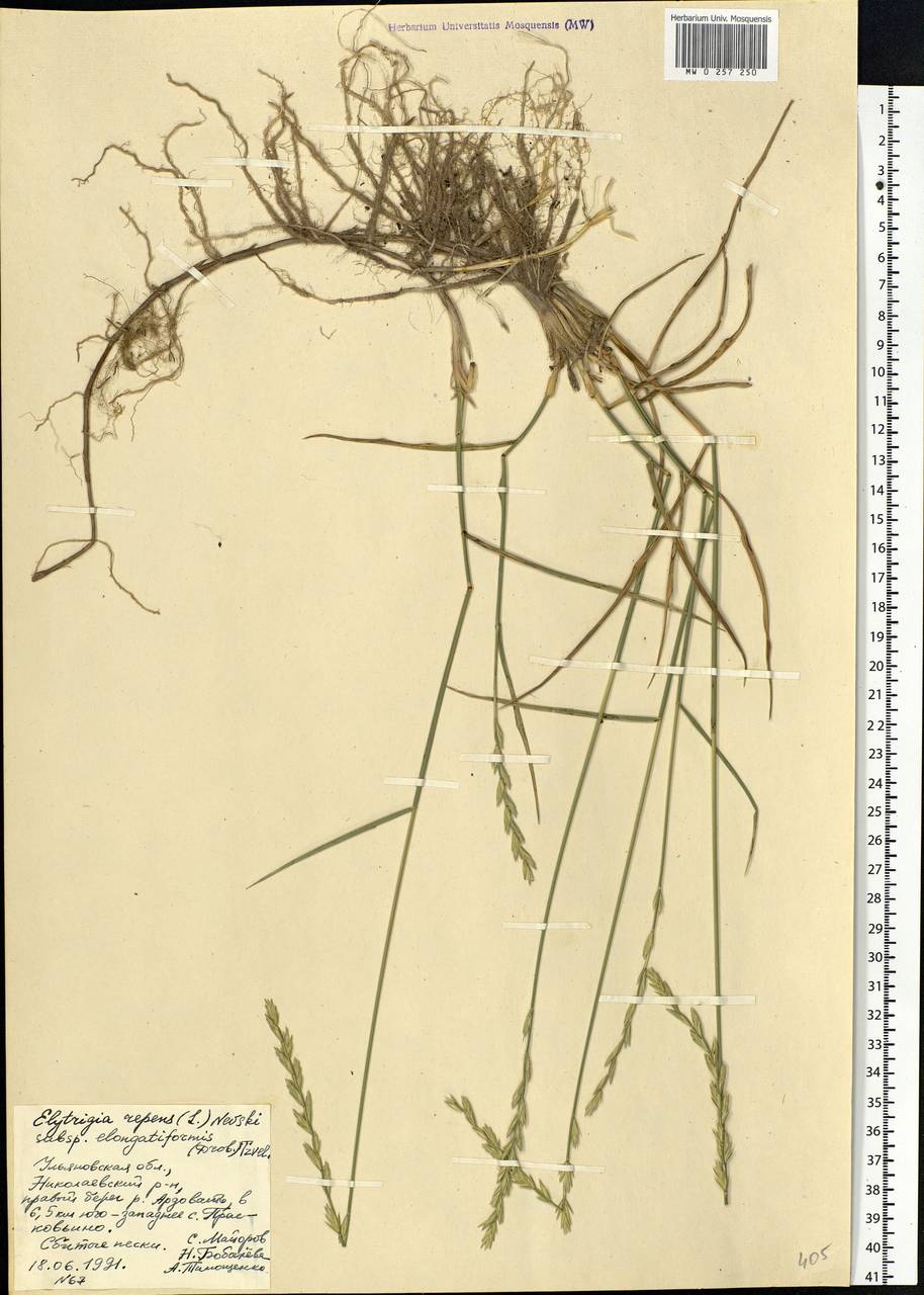 Elymus repens (L.) Gould, Eastern Europe, Middle Volga region (E8) (Russia)