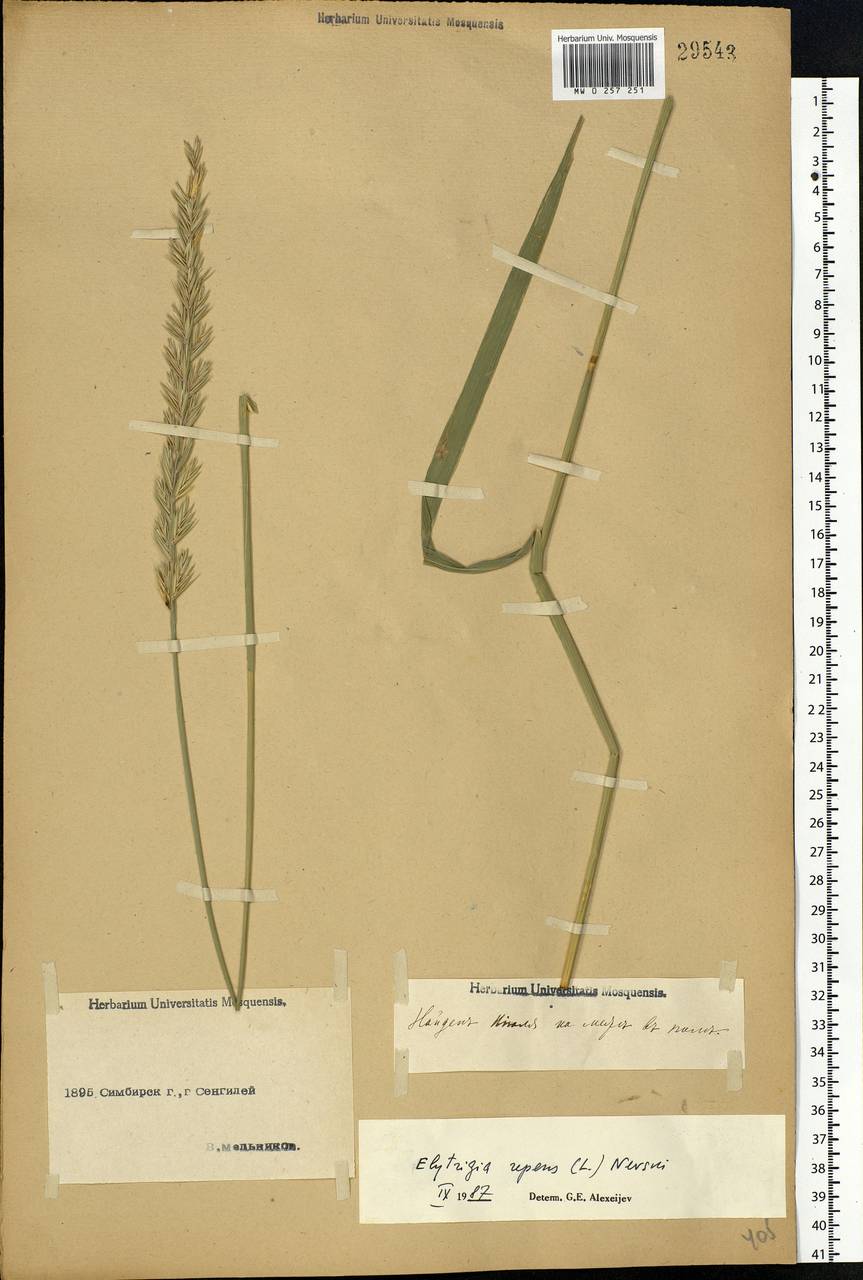 Elymus repens (L.) Gould, Eastern Europe, Middle Volga region (E8) (Russia)