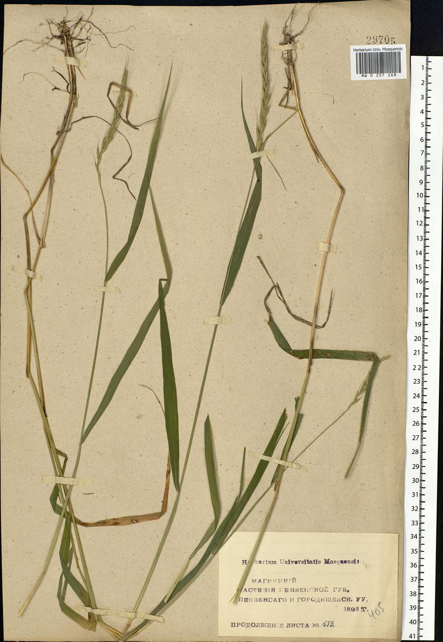 Elymus repens (L.) Gould, Eastern Europe, Middle Volga region (E8) (Russia)