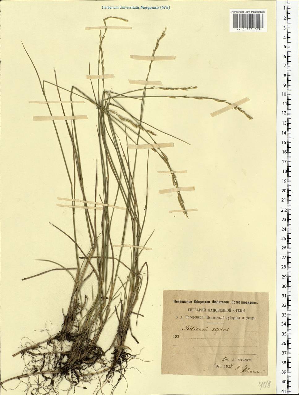 Elymus repens (L.) Gould, Eastern Europe, Middle Volga region (E8) (Russia)