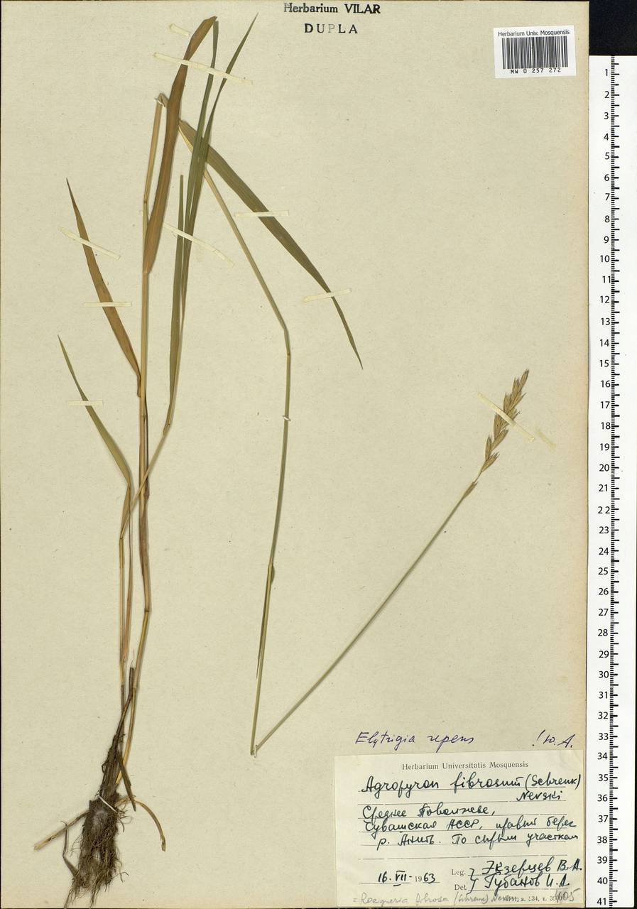 Elymus repens (L.) Gould, Eastern Europe, Middle Volga region (E8) (Russia)