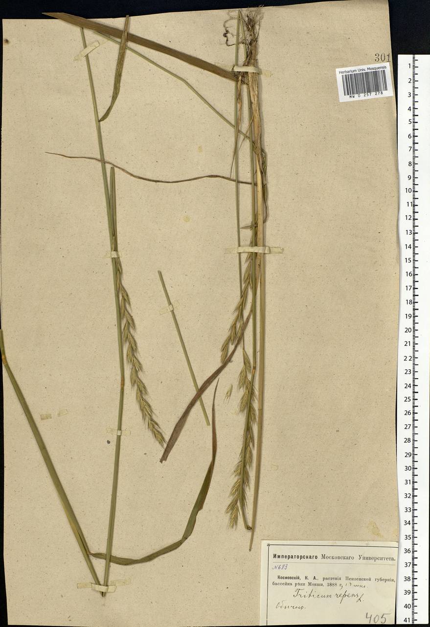 Elymus repens (L.) Gould, Eastern Europe, Middle Volga region (E8) (Russia)