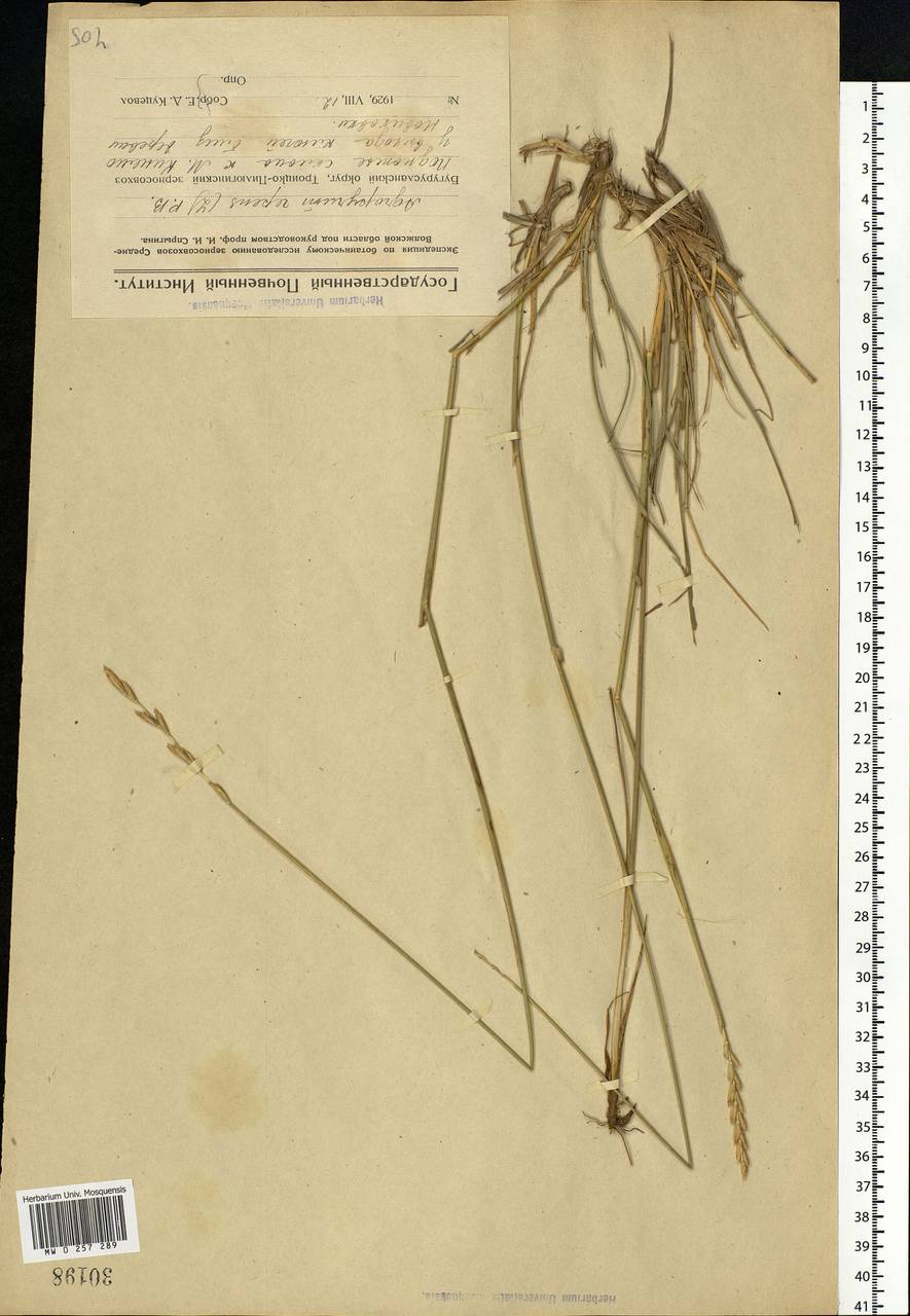 Elymus repens (L.) Gould, Eastern Europe, Eastern region (E10) (Russia)