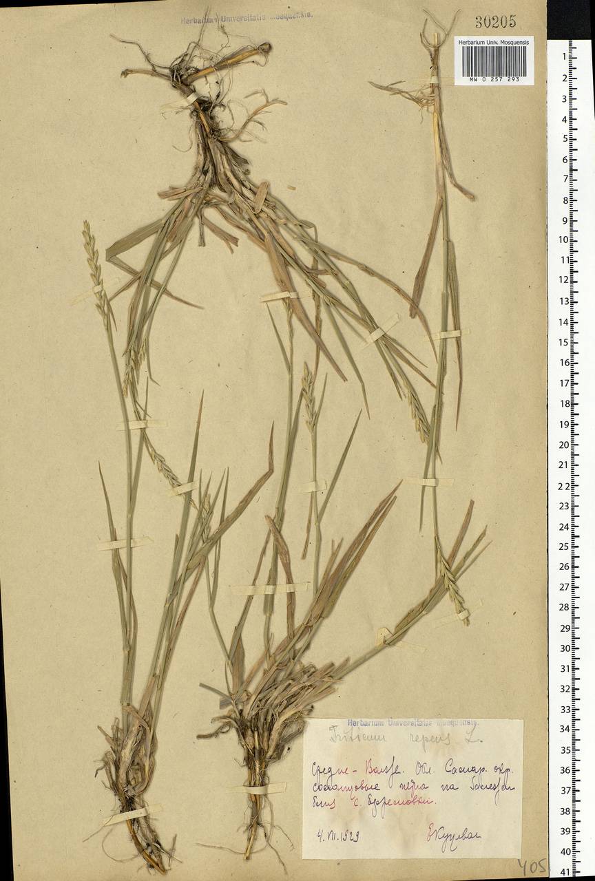 Elymus repens (L.) Gould, Eastern Europe, Middle Volga region (E8) (Russia)