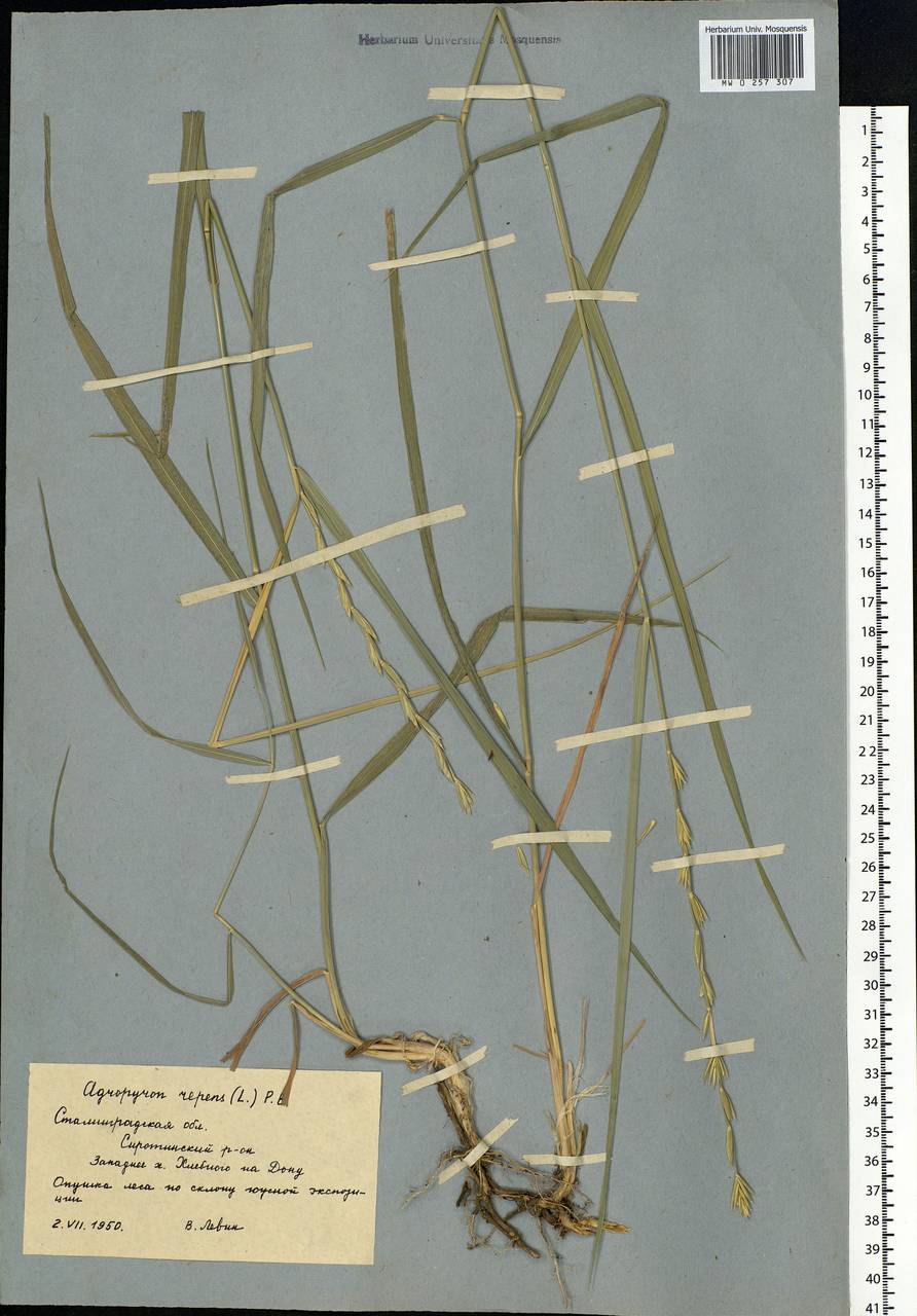 Elymus repens (L.) Gould, Eastern Europe, Lower Volga region (E9) (Russia)