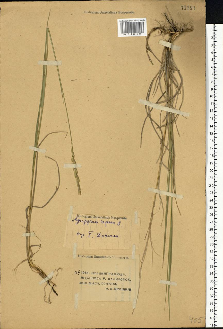 Elymus repens (L.) Gould, Eastern Europe, Lower Volga region (E9) (Russia)