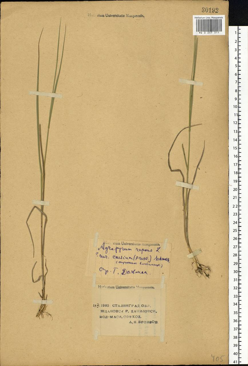Elymus repens (L.) Gould, Eastern Europe, Lower Volga region (E9) (Russia)