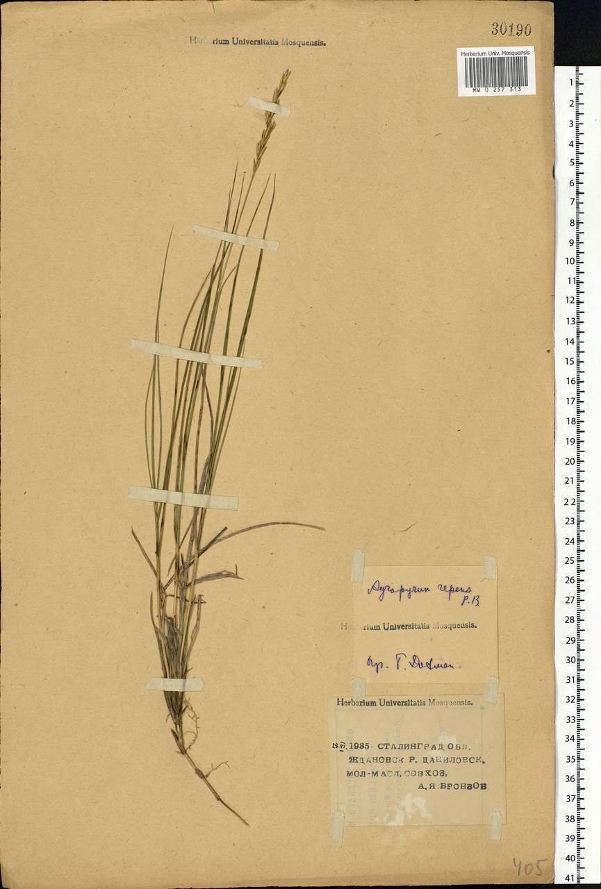 Elymus repens (L.) Gould, Eastern Europe, Lower Volga region (E9) (Russia)