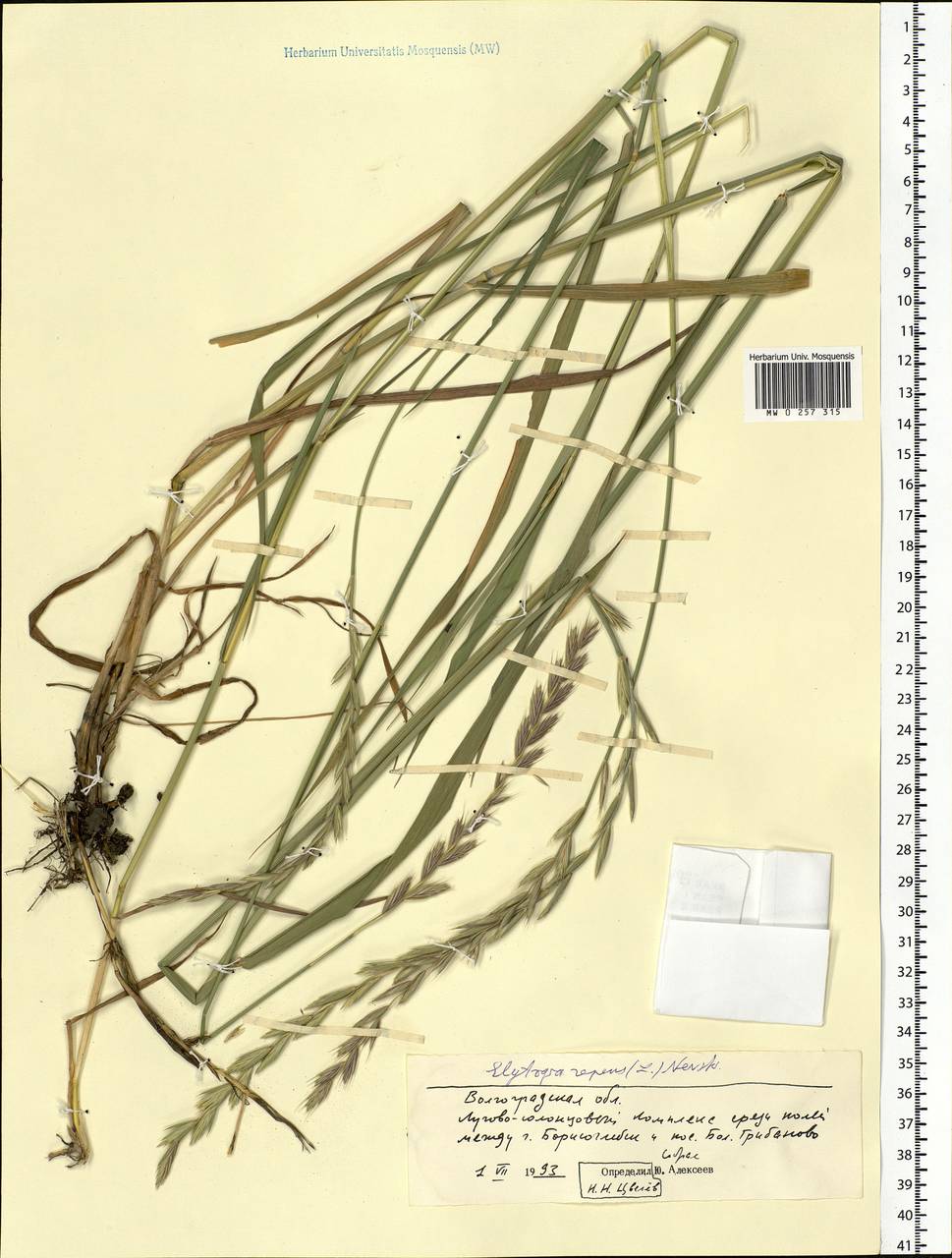 Elymus repens (L.) Gould, Eastern Europe, Central forest-and-steppe region (E6) (Russia)