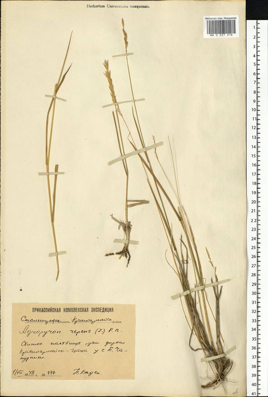 Elymus repens (L.) Gould, Eastern Europe, Lower Volga region (E9) (Russia)