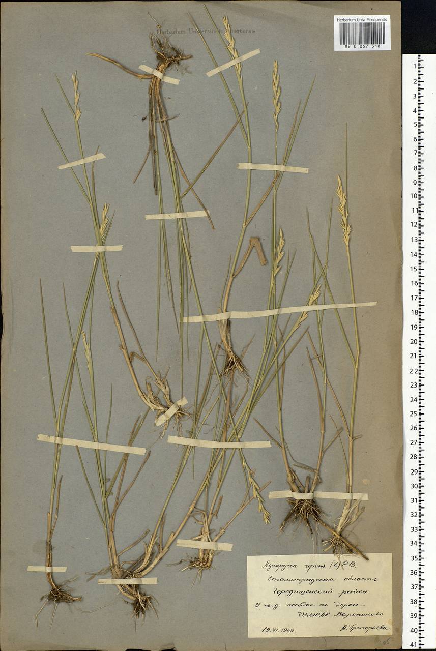 Elymus repens (L.) Gould, Eastern Europe, Lower Volga region (E9) (Russia)