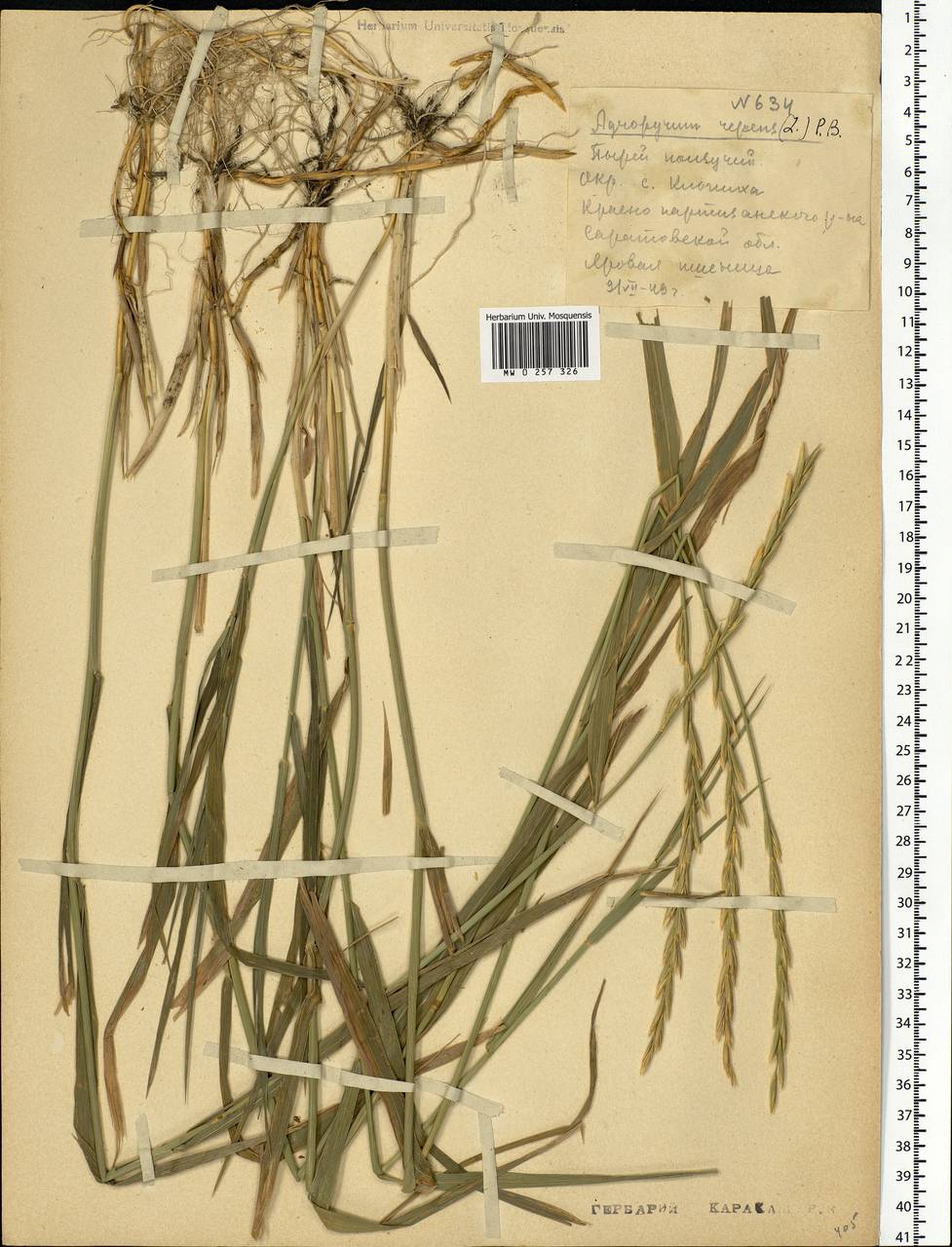 Elymus repens (L.) Gould, Eastern Europe, Lower Volga region (E9) (Russia)