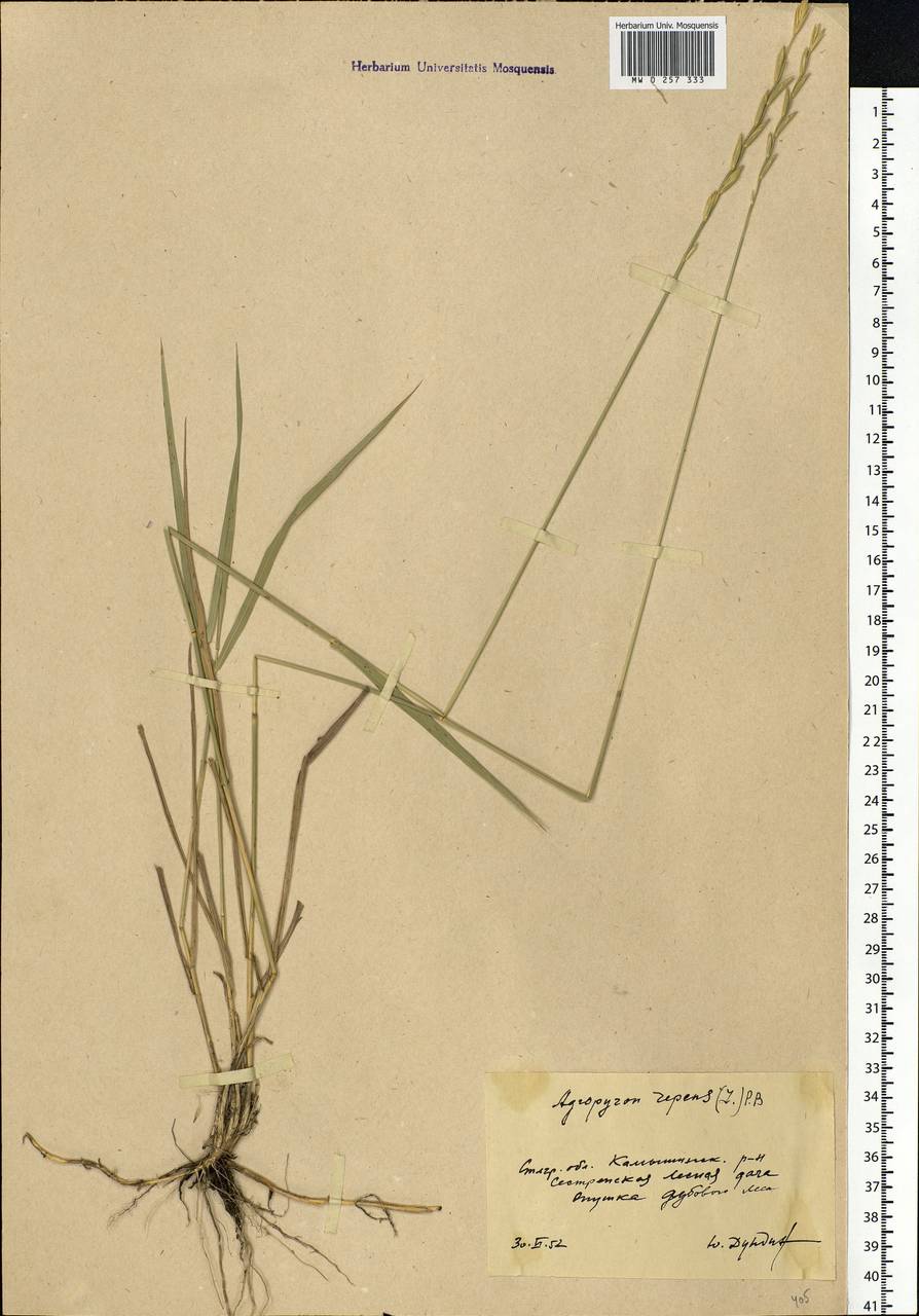 Elymus repens (L.) Gould, Eastern Europe, Lower Volga region (E9) (Russia)