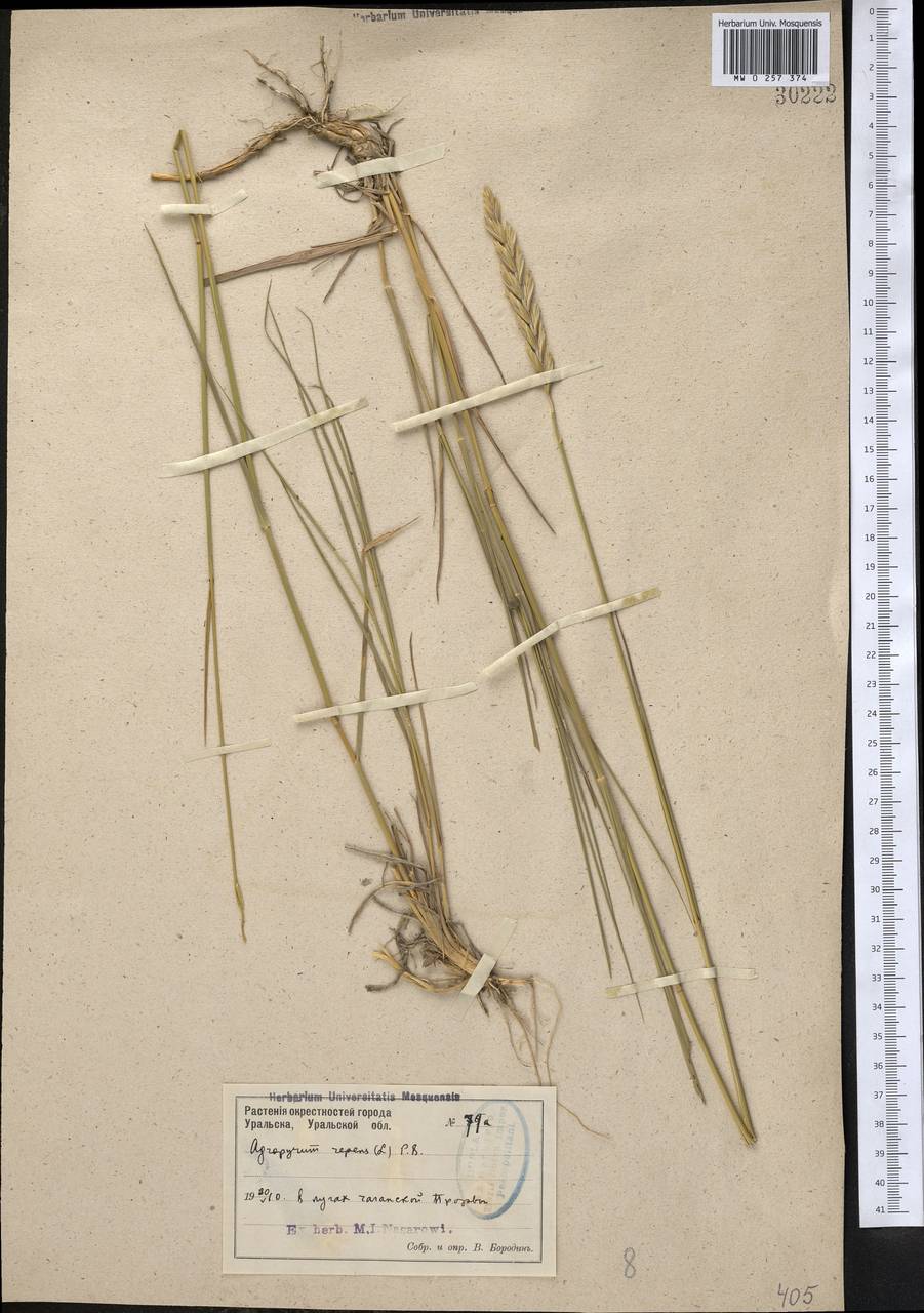 Elymus repens (L.) Gould, Middle Asia, Caspian Ustyurt & Northern Aralia (M8) (Kazakhstan)
