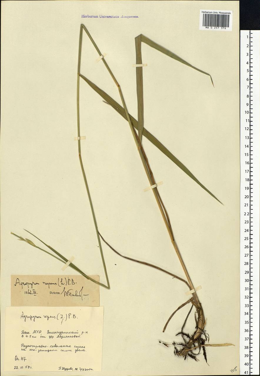 Elymus repens (L.) Gould, Eastern Europe, Eastern region (E10) (Russia)