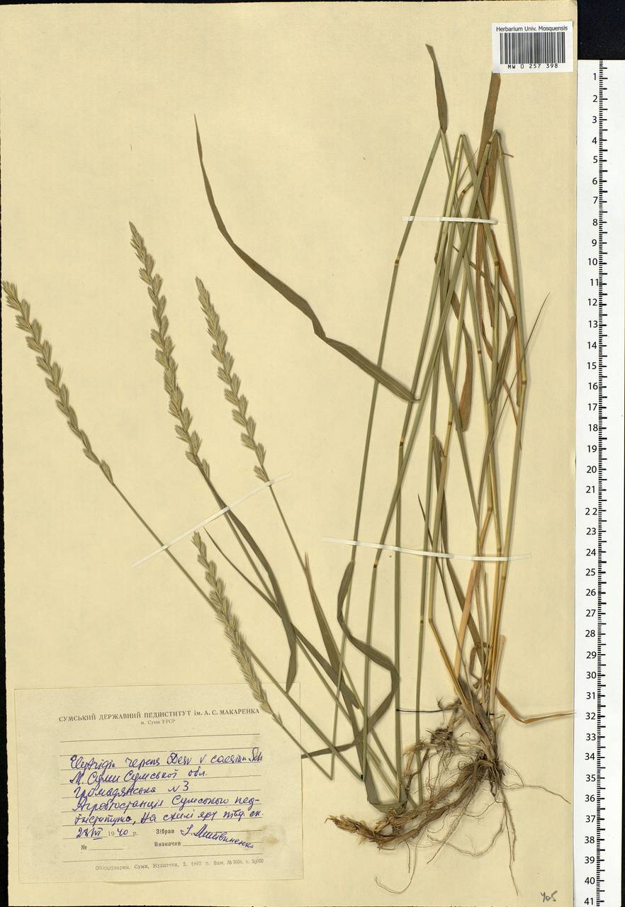 Elymus repens (L.) Gould, Eastern Europe, North Ukrainian region (E11) (Ukraine)