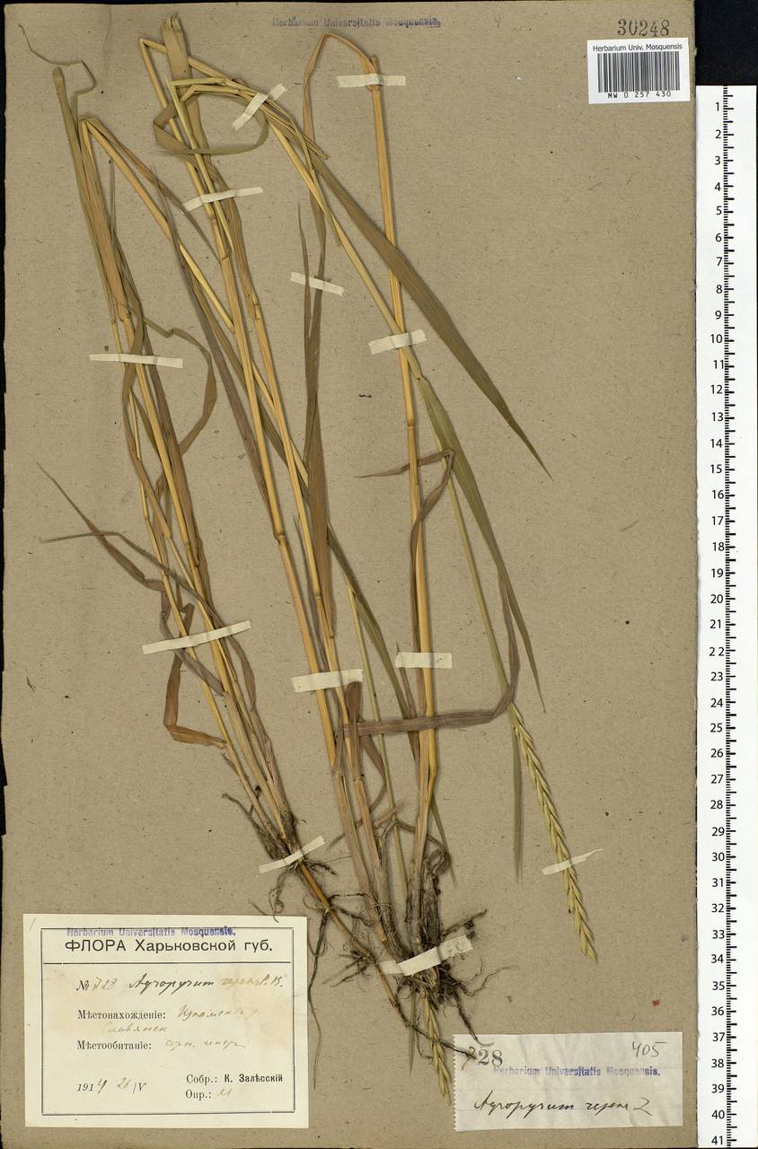 Elymus repens (L.) Gould, Eastern Europe, South Ukrainian region (E12) (Ukraine)