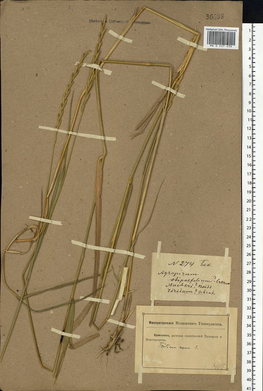 Elymus repens (L.) Gould, Eastern Europe, Rostov Oblast (E12a) (Russia)